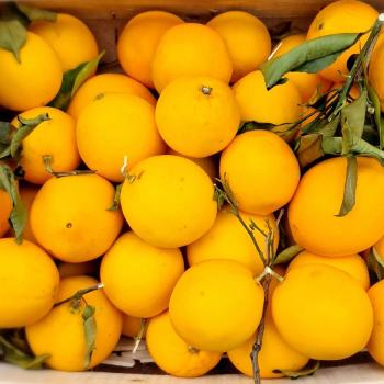 Orangen - Sorte: Newhall